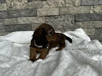 Dixie, a female Miniature Dachshund for sale in Oskaloosa, KS – 2 of 4