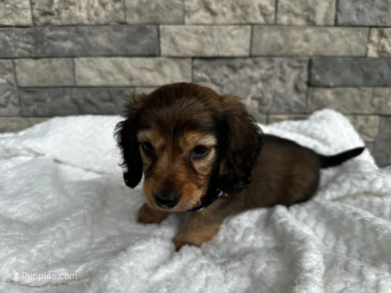 Cassie – Miniature Dachshund puppy for sale in Oskaloosa, KS