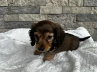 Cassie, a female Miniature Dachshund for sale in Oskaloosa, KS – 1 of 5