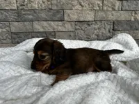 Rex, a male Miniature Dachshund for sale in Oskaloosa, KS – 7 of 7
