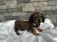 Dixie, a female Miniature Dachshund for sale in Oskaloosa, KS – 3 of 4