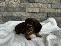 Rex, a male Miniature Dachshund for sale in Oskaloosa, KS – 3 of 7