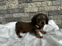 Dixie, a female Miniature Dachshund for sale in Oskaloosa, KS – 4 of 4