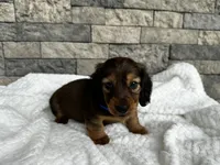 Rex, a male Miniature Dachshund for sale in Oskaloosa, KS – 4 of 7
