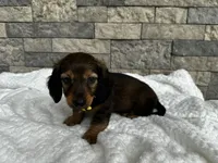 Zeke, a male Miniature Dachshund for sale in Oskaloosa, KS – 1 of 7