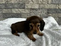 Cassie, a female Miniature Dachshund for sale in Oskaloosa, KS – 5 of 5
