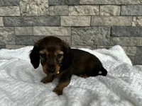 Zeke, a male Miniature Dachshund for sale in Oskaloosa, KS – 2 of 7