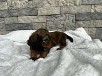 Dixie, a female Miniature Dachshund for sale in Oskaloosa, KS – 1 of 4