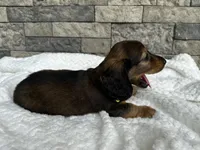 Zeke, a male Miniature Dachshund for sale in Oskaloosa, KS – 6 of 7