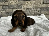 Zeke, a male Miniature Dachshund for sale in Oskaloosa, KS – 7 of 7