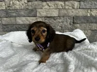 Cassie, a female Miniature Dachshund for sale in Oskaloosa, KS – 2 of 5