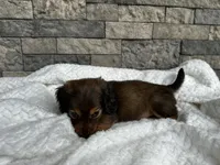 Rex, a male Miniature Dachshund for sale in Oskaloosa, KS – 5 of 7