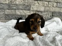 Rex, a male Miniature Dachshund for sale in Oskaloosa, KS – 2 of 7