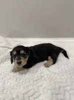 Daisy, a female Dachshund for sale in Oskaloosa, KS – Photo 4 of 10