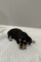 Daisy, a female Dachshund for sale in Oskaloosa, KS – Photo 6 of 10