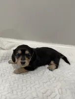 Daisy, a female Dachshund for sale in Oskaloosa, KS – Photo 3 of 10