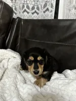 Daisy, a female Dachshund for sale in Oskaloosa, KS – Photo 8 of 10