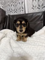 Daisy, a female Dachshund for sale in Oskaloosa, KS – Photo 2 of 10