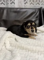 Daisy, a female Dachshund for sale in Oskaloosa, KS – Photo 7 of 10