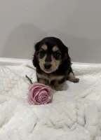 Daisy, a female Dachshund for sale in Oskaloosa, KS – Photo 9 of 10