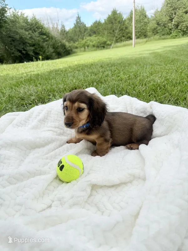 Rex – Miniature Dachshund puppy for sale in Oskaloosa, KS