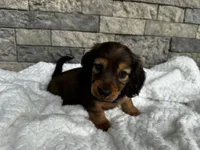 Rex, a male Miniature Dachshund for sale in Oskaloosa, KS – 1 of 7
