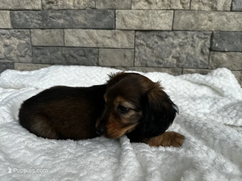 Zeke – Miniature Dachshund puppy for sale in Oskaloosa, KS