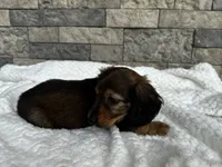 Zeke, a male Miniature Dachshund for sale in Oskaloosa, KS – 3 of 7