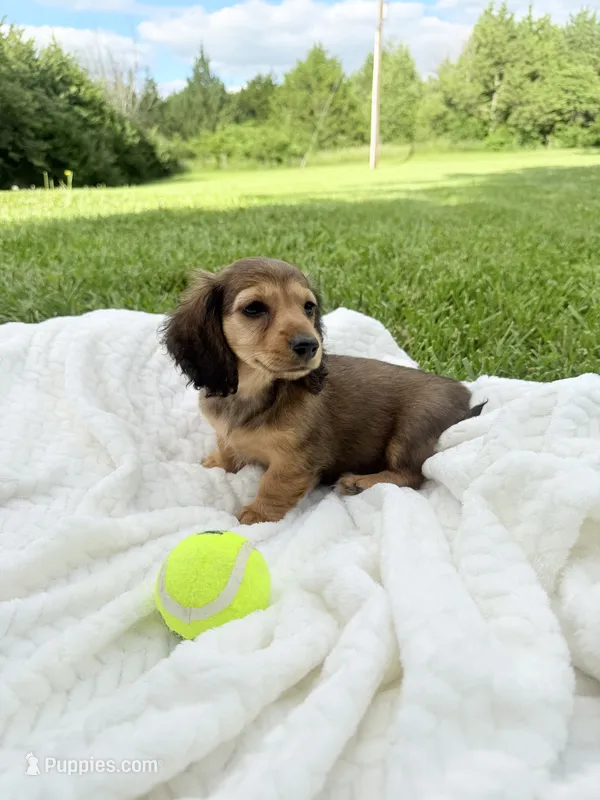 Dixie – Miniature Dachshund puppy for sale in Oskaloosa, KS