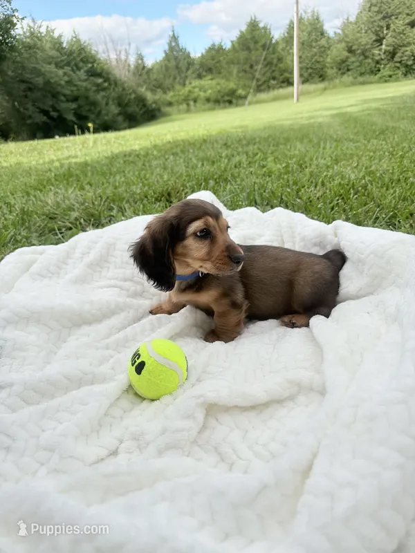 Rex – Miniature Dachshund puppy for sale in Oskaloosa, KS