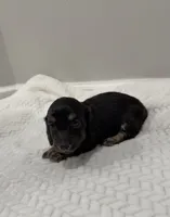 Duke, a male Dachshund for sale in Oskaloosa, KS – Photo 2 of 6