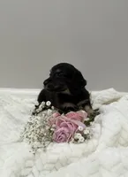 Duke, a male Dachshund for sale in Oskaloosa, KS – Photo 1 of 6