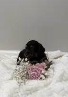 Duke, a male Dachshund for sale in Oskaloosa, KS – Photo 6 of 6