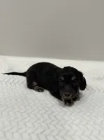 Duke, a male Dachshund for sale in Oskaloosa, KS – Photo 4 of 6