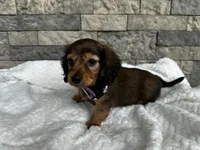 Cassie, a female Miniature Dachshund for sale in Oskaloosa, KS – 3 of 5