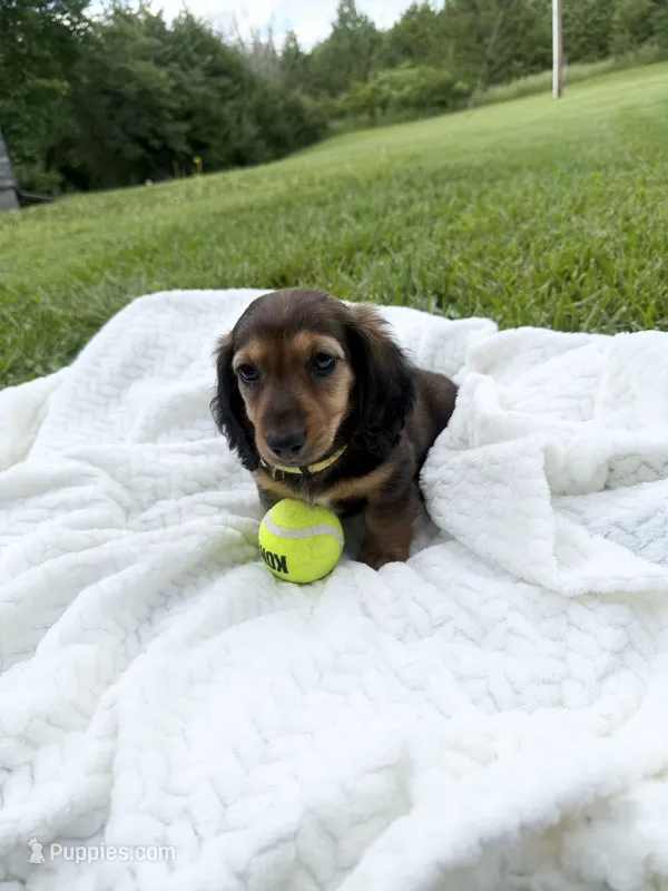 Zeke – Miniature Dachshund puppy for sale in Oskaloosa, KS