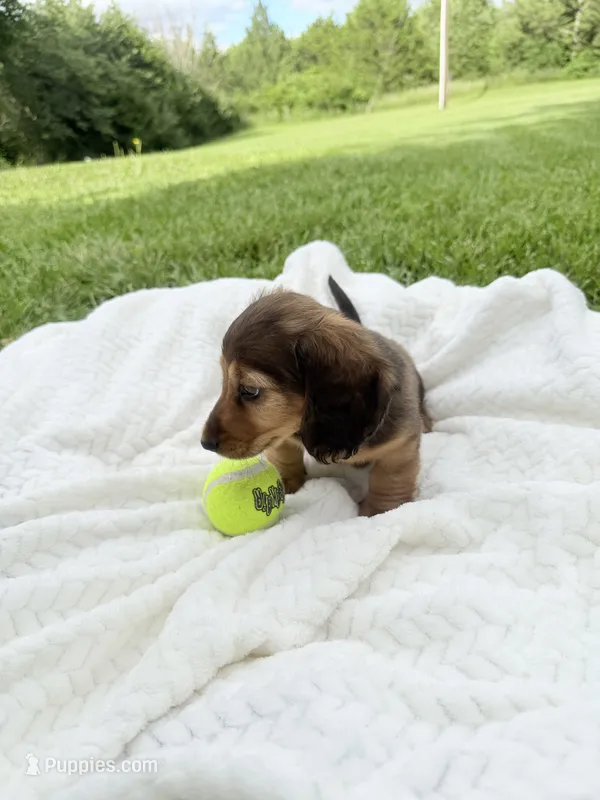 Rex – Miniature Dachshund puppy for sale in Oskaloosa, KS