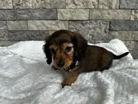 Cassie, a female Miniature Dachshund for sale in Oskaloosa, KS – 4 of 5