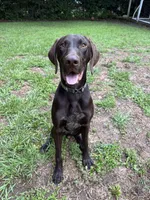 Luke , a male German Shorthaired Pointer for sale in Andalusia, AL – 4 of 4