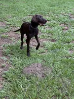 Luke , a male German Shorthaired Pointer for sale in Andalusia, AL – 2 of 4