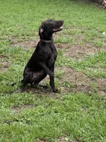 Luke , a male German Shorthaired Pointer for sale in Andalusia, AL – 3 of 4