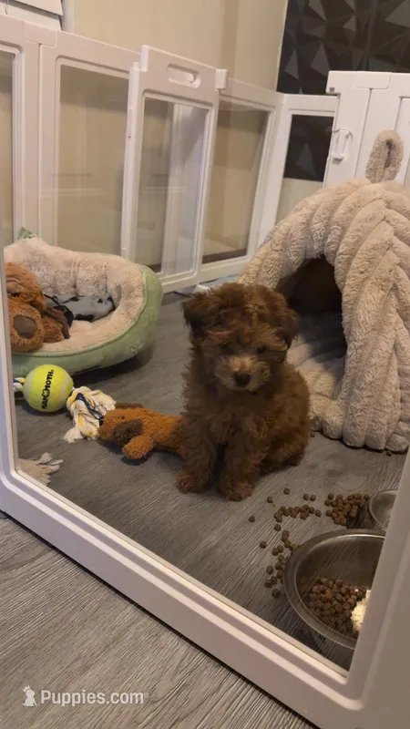 CoCo, a female Poodle - Toy  for sale in Springfield, IL – Photo 1 of 2