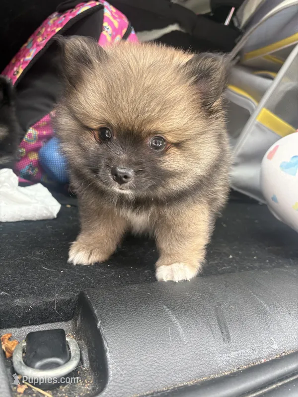 Armani – Pomeranian puppy for sale in Hercules, CA