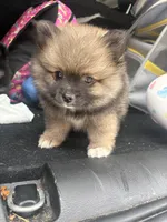 Armani, a male Pomeranian for sale in Hercules, CA – 2 of 8