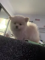 Valentino, a male Pomeranian for sale in Hercules, CA – 3 of 9