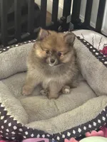 Stella, a female Pomeranian for sale in Hercules, CA – 2 of 9