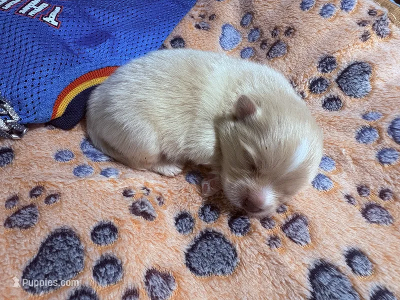 Valentino – Pomeranian puppy for sale in Hercules, CA