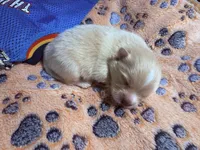 Valentino, a male Pomeranian for sale in Hercules, CA – 1 of 2