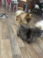 Skye, a female Pomeranian for sale in Hercules, CA – 3 of 7