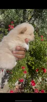 Valentino, a male Pomeranian for sale in Hercules, CA – 7 of 9